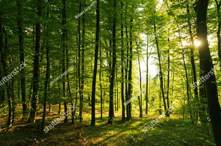 How Long Does Firewood Last in Storage?